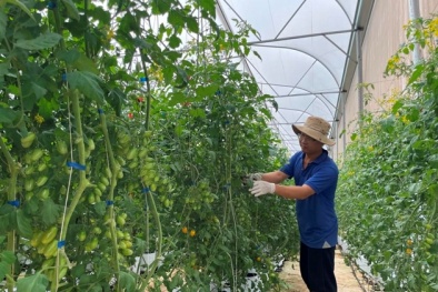 Áp dụng TCVN 12371-2-15:2024 góp phần ngăn chặn virus, nâng cao năng suất cà chua